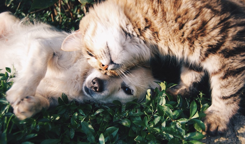 Pets at Home Blackheath