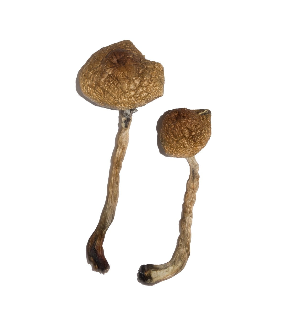 Malabar magic mushrooms