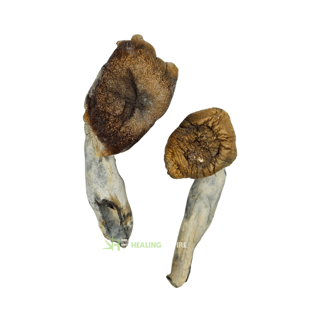 Makilla Gorilla Mushrooms