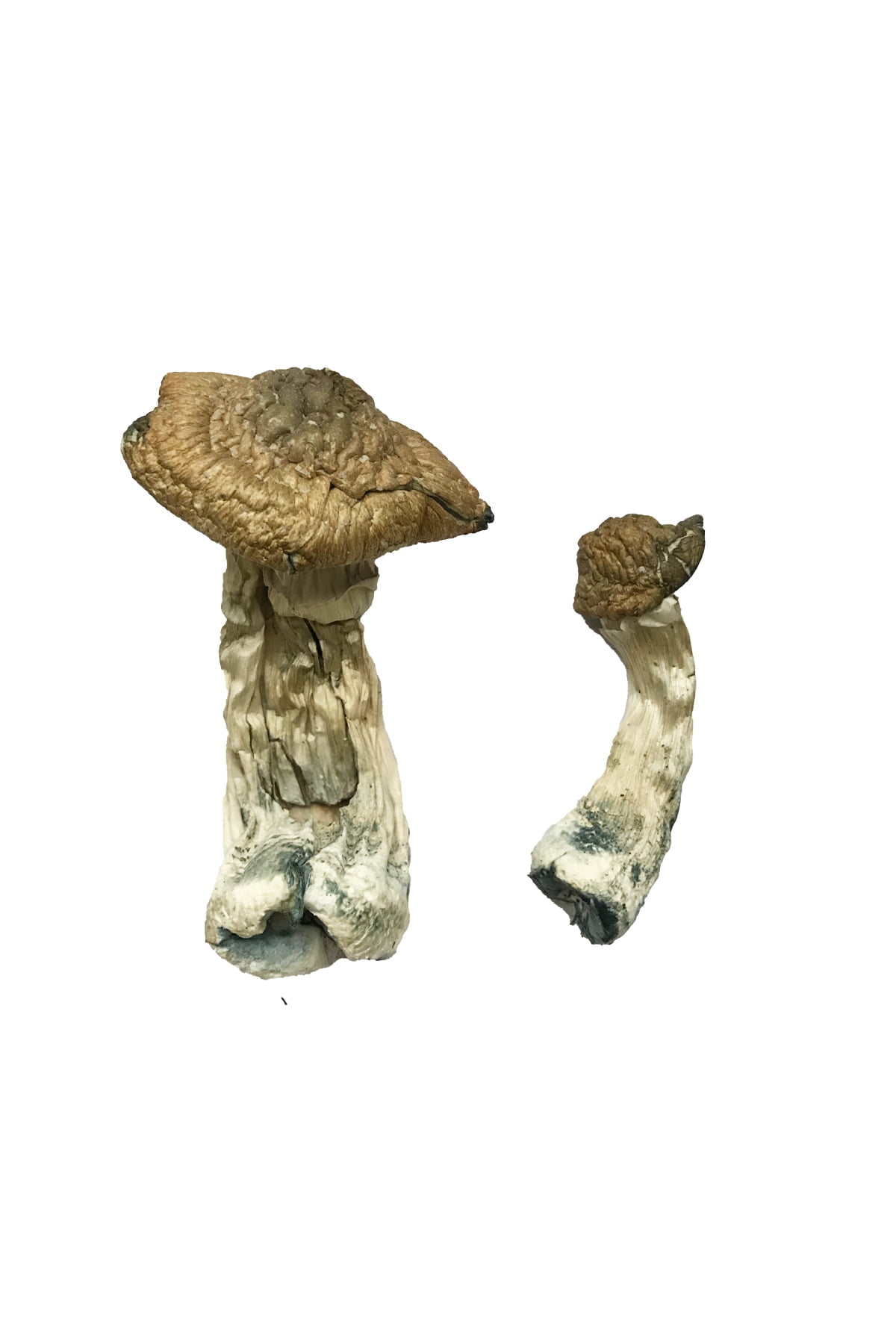 South American Cubensis