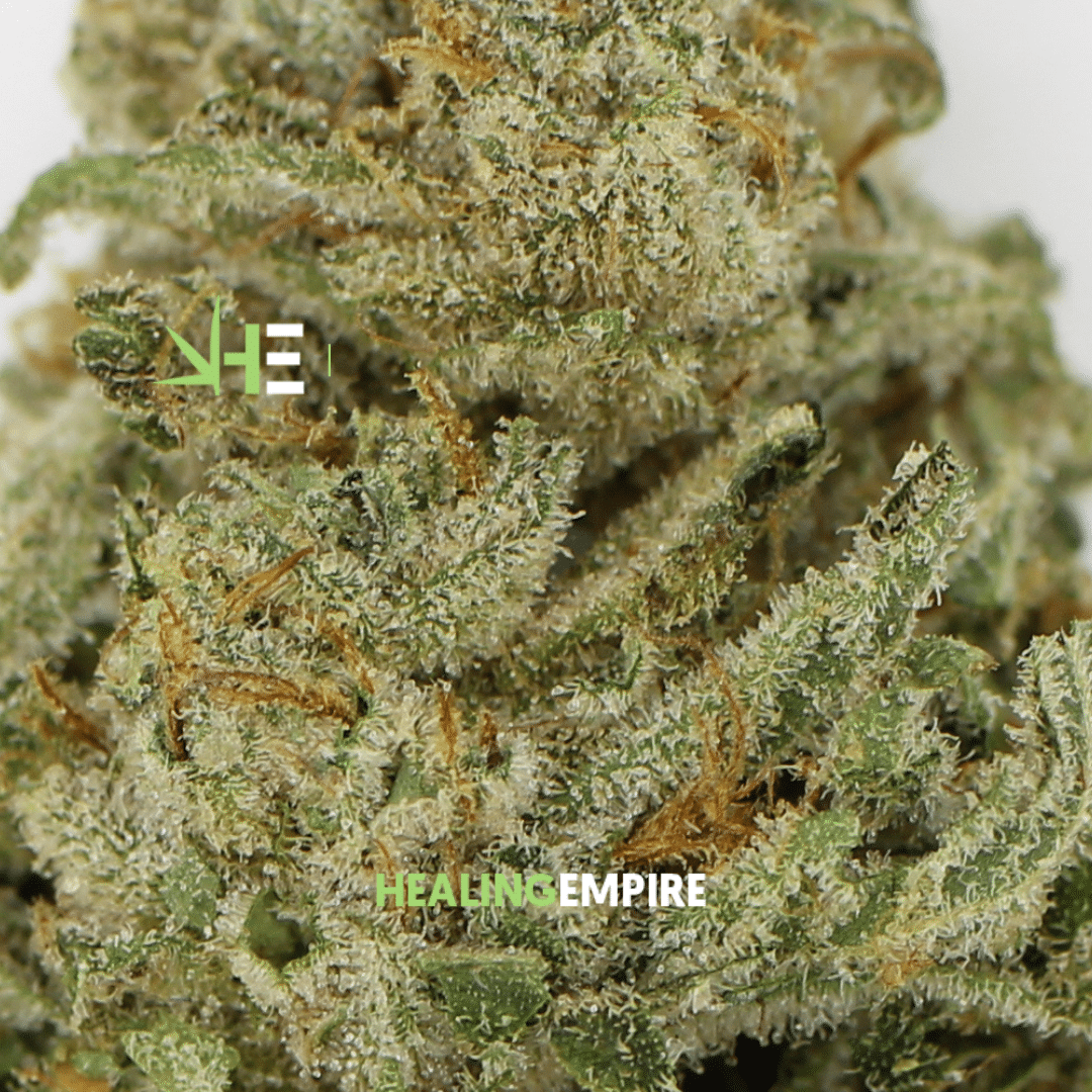 AA+ Alien Dawg. - Image 2