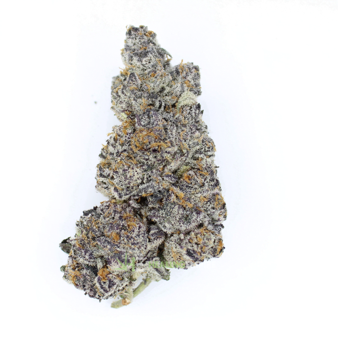 AAAA Black Biscotti By Kootney Exotics