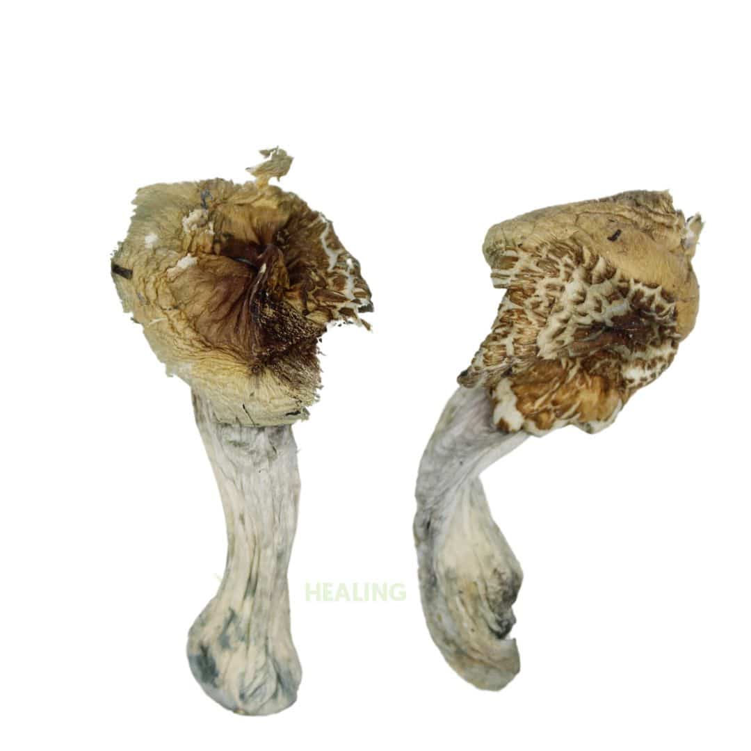 Blue Meanie Mushroom