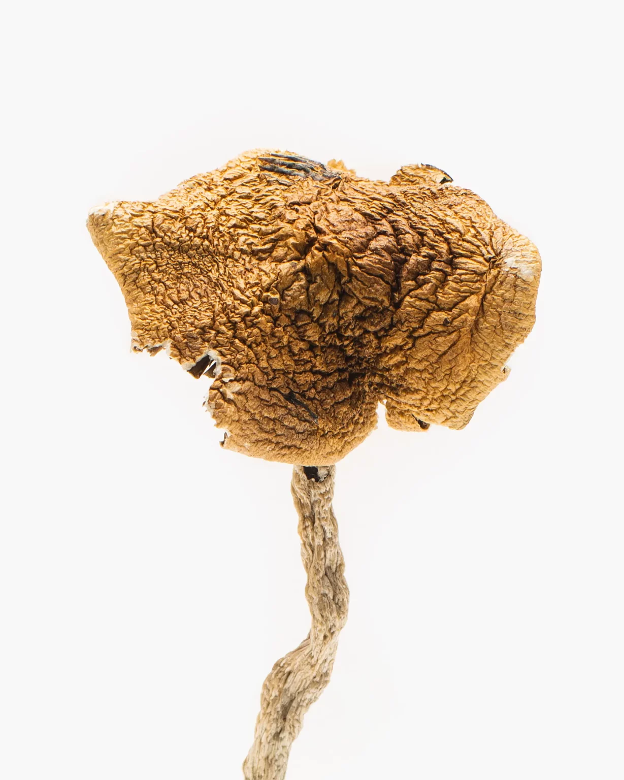 3.5g of Magic Mushrooms