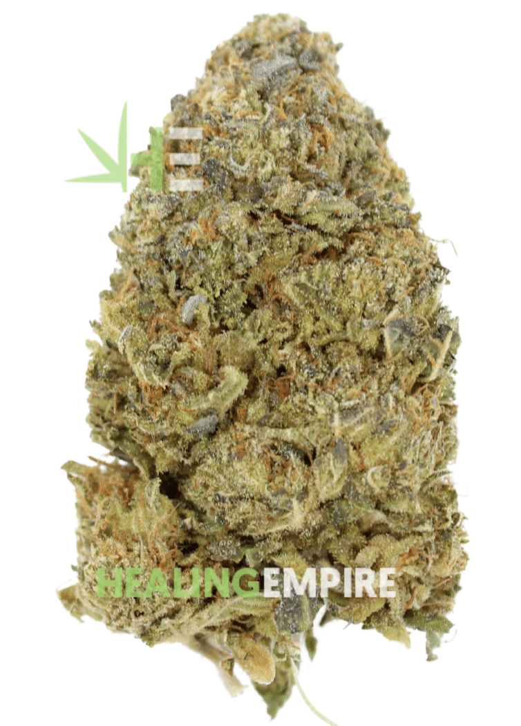 AA Black Tuna - By Buddha Boys