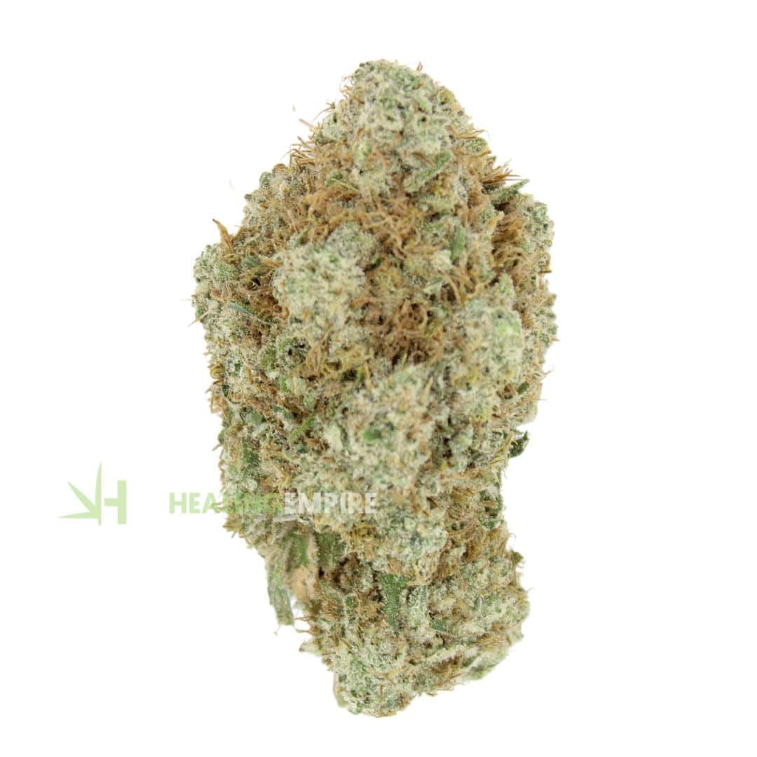 AAAA Pine God KOOTENAY Exotics